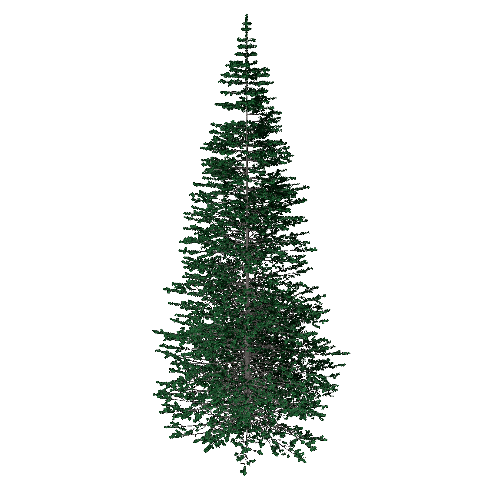 Alpine Fir