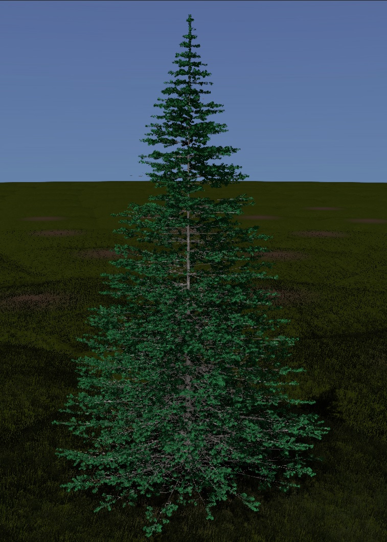 Alpine Fir