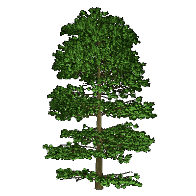 Austrian Pine