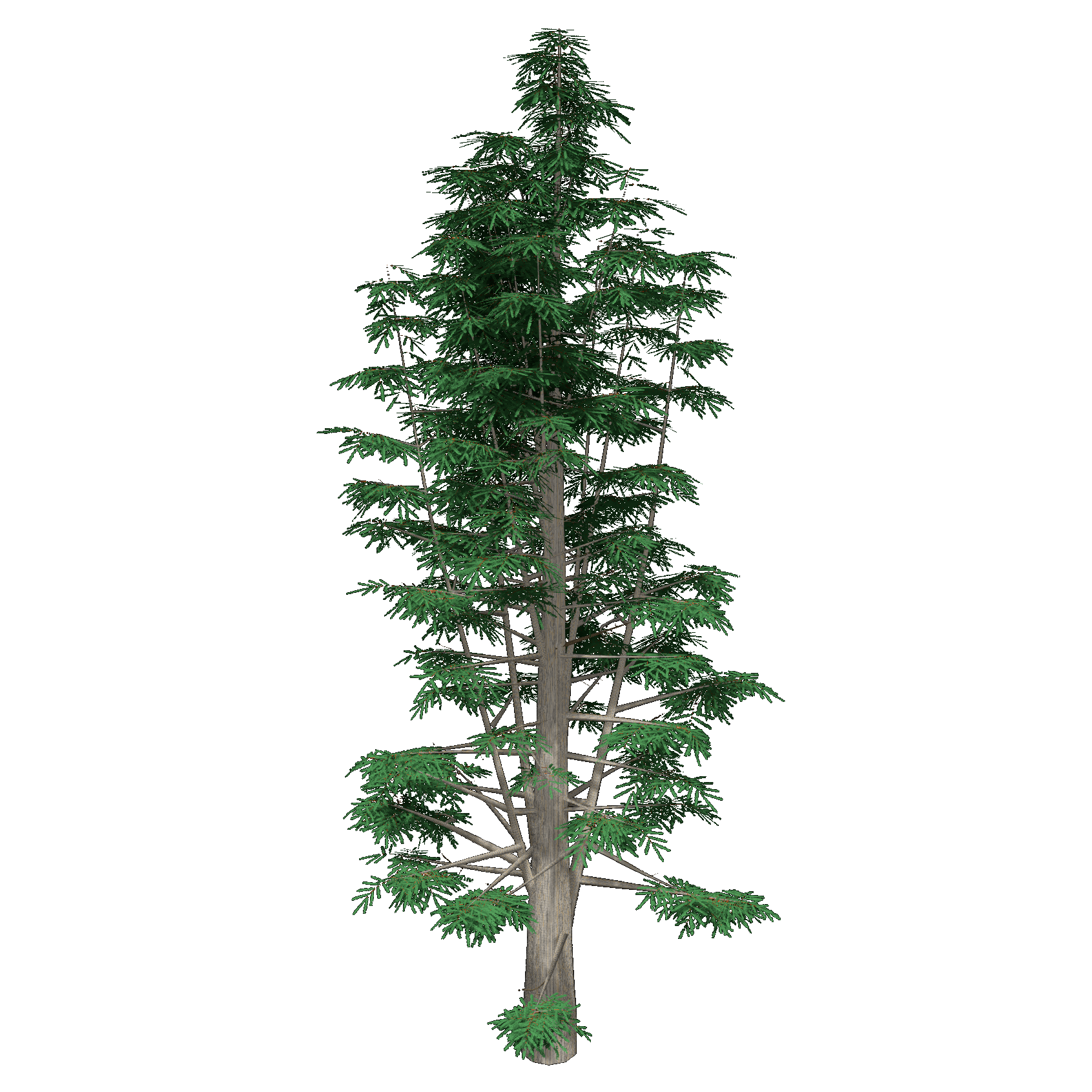 Baldcypress