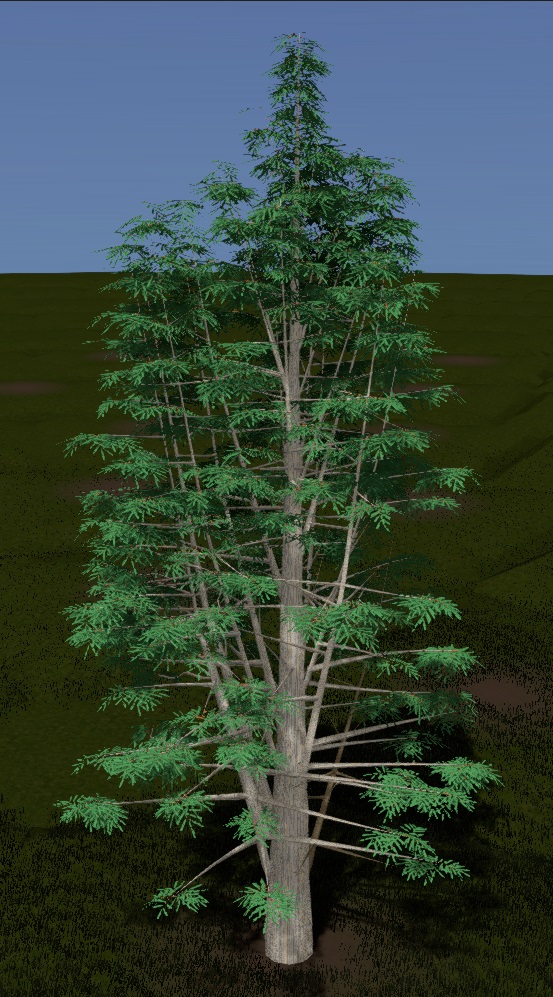 Baldcypress