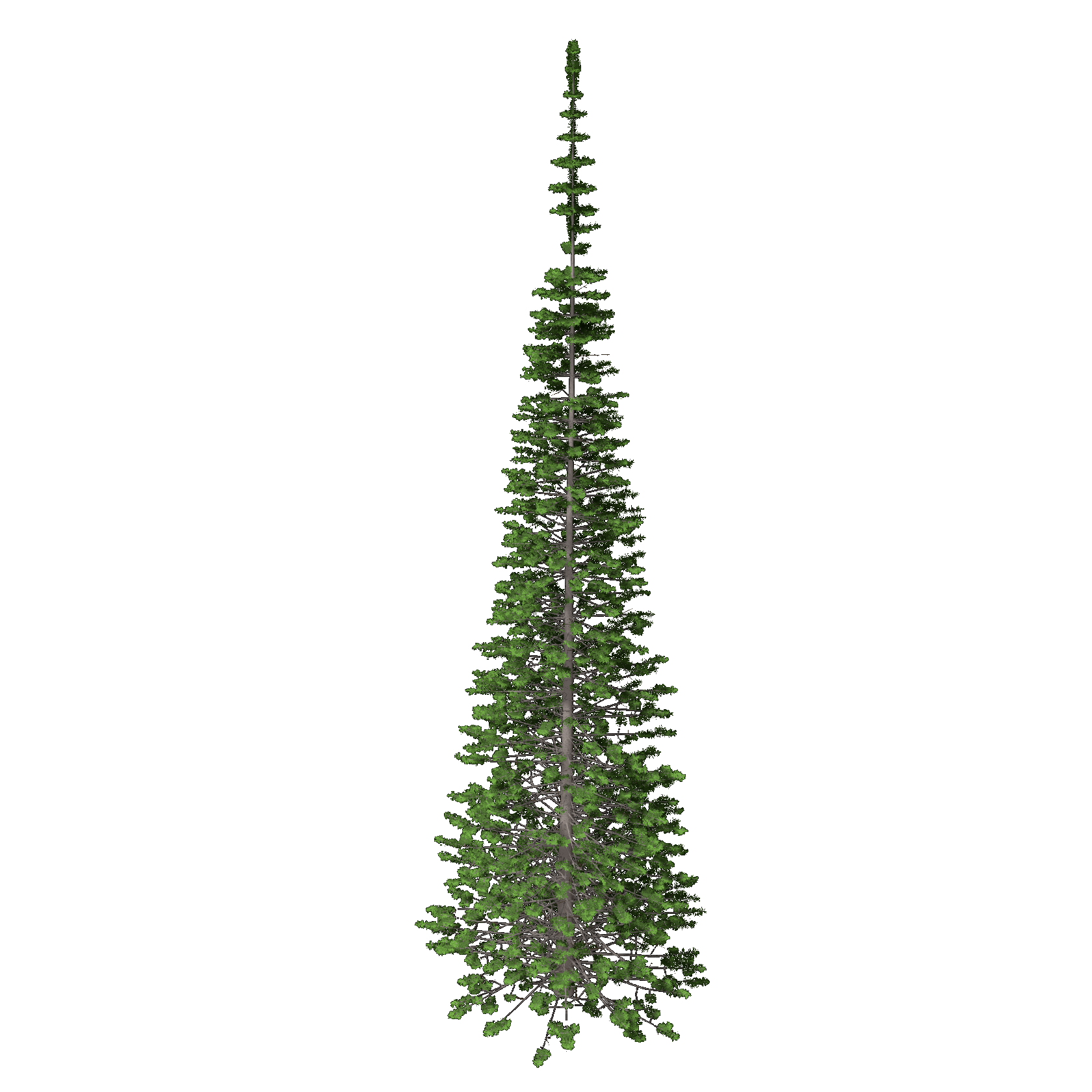 Balsam Fir