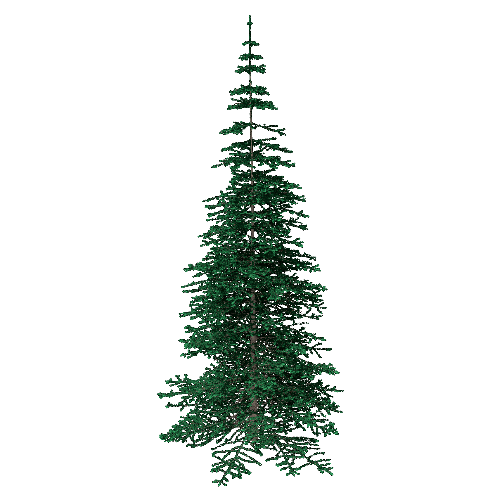 Black Spruce