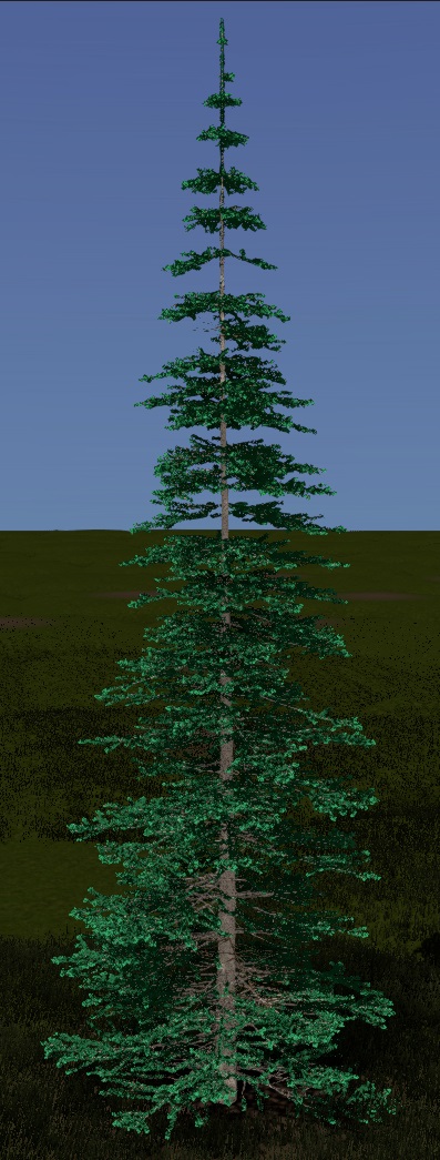 Black Spruce