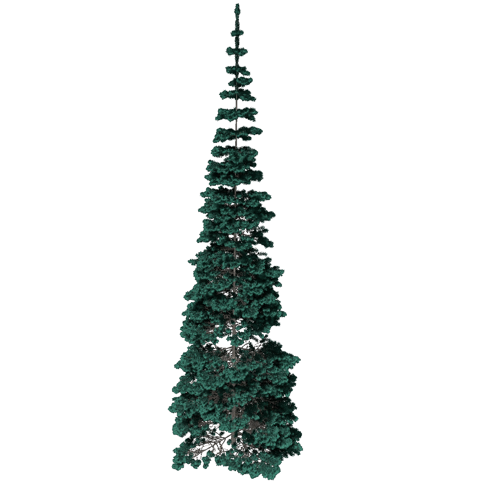 Colorado Spruce