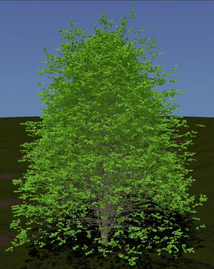 Common Hackberry