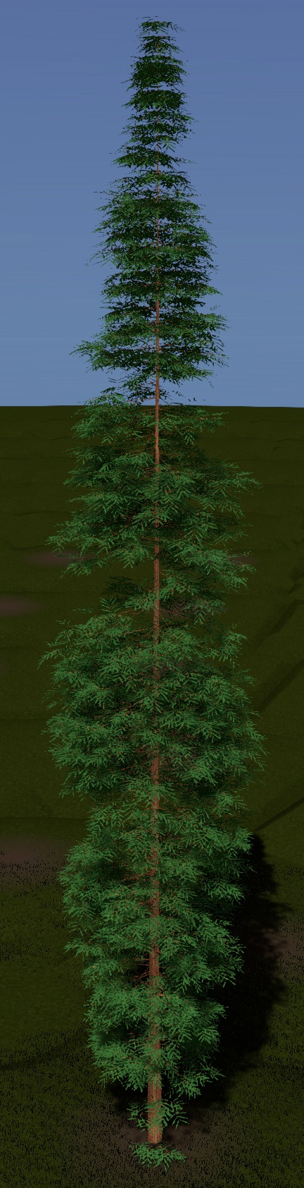 Dawn Redwood