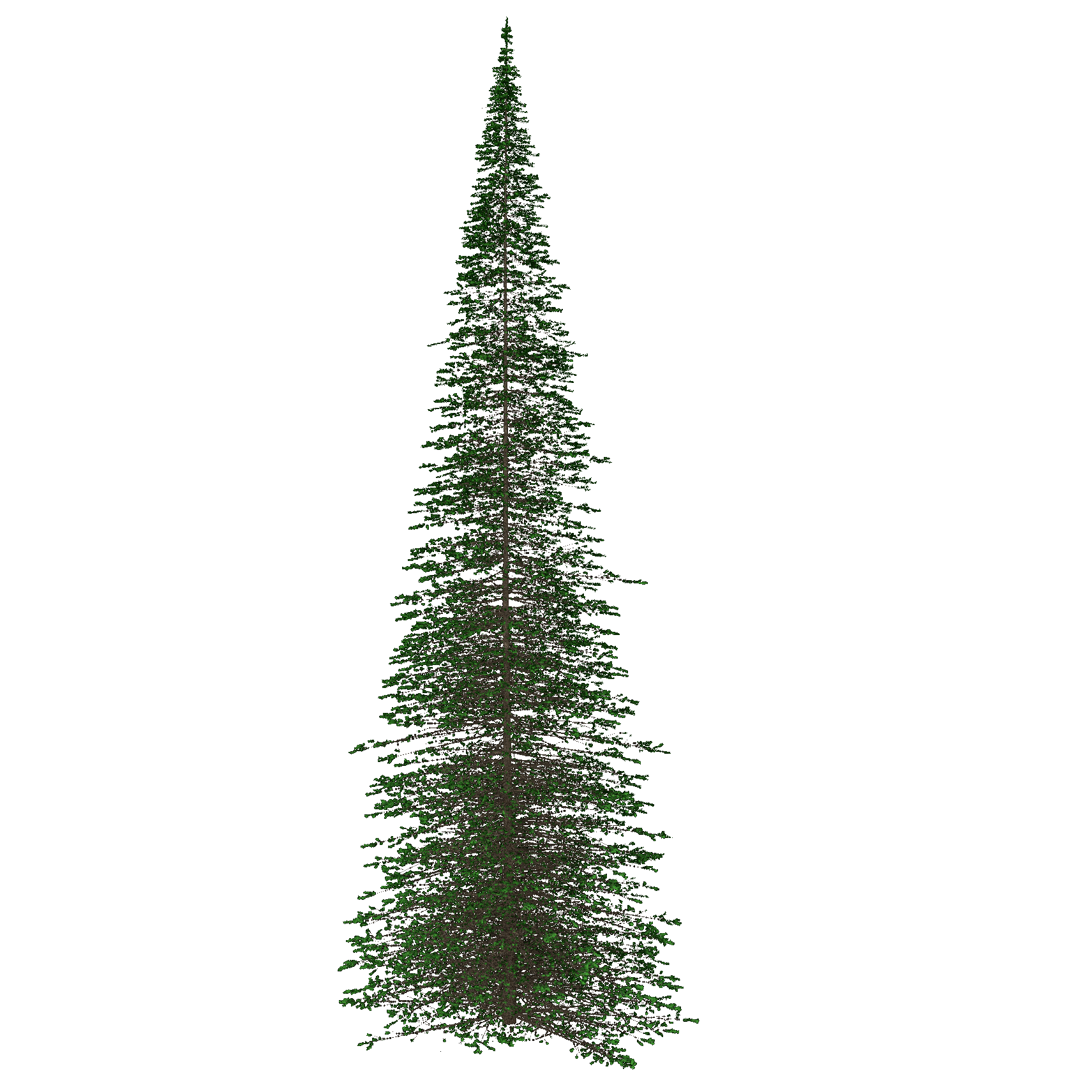 Douglas-fir