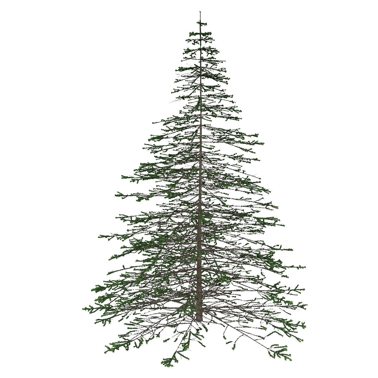 Engelmann Spruce