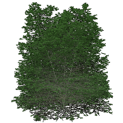 European Alder