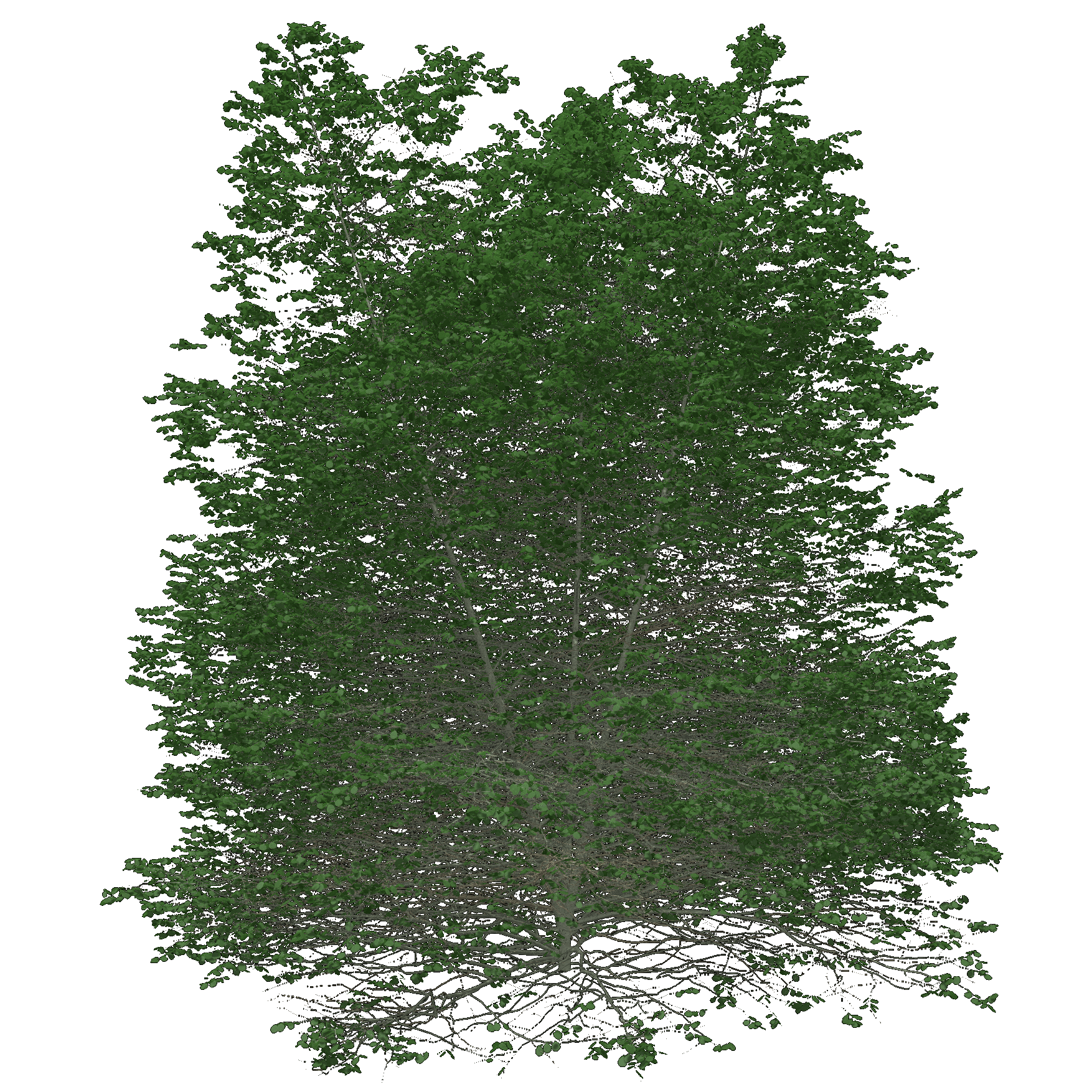 European Alder