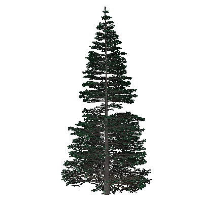 European Silver Fir