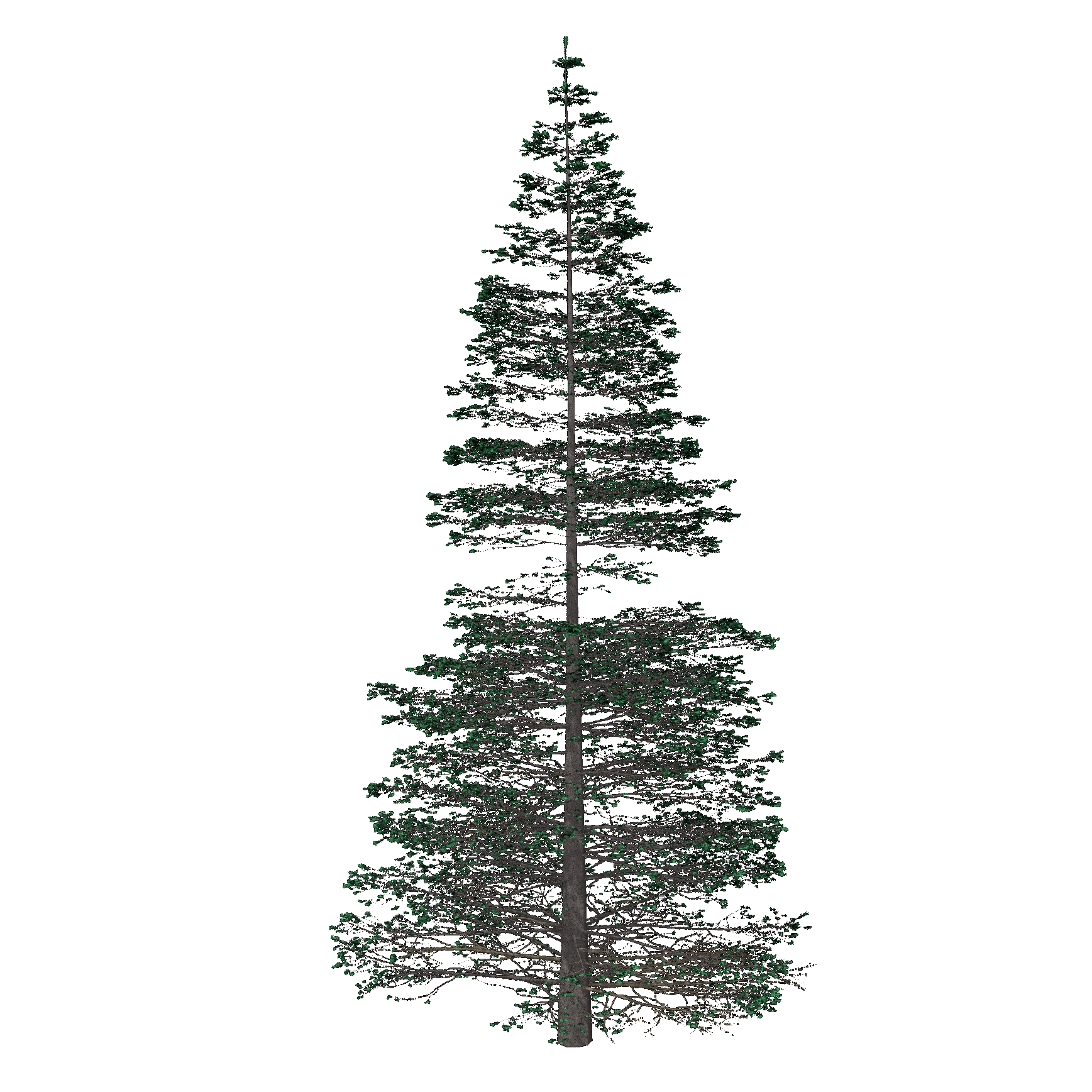 European Silver Fir