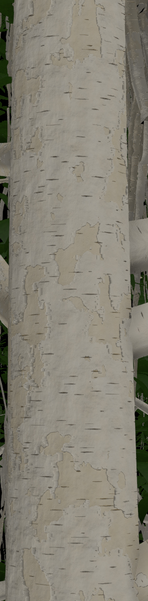 European White Birch Bark