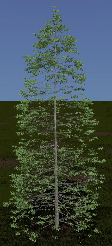 Gray Birch