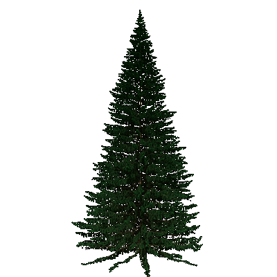 Norway Spruce