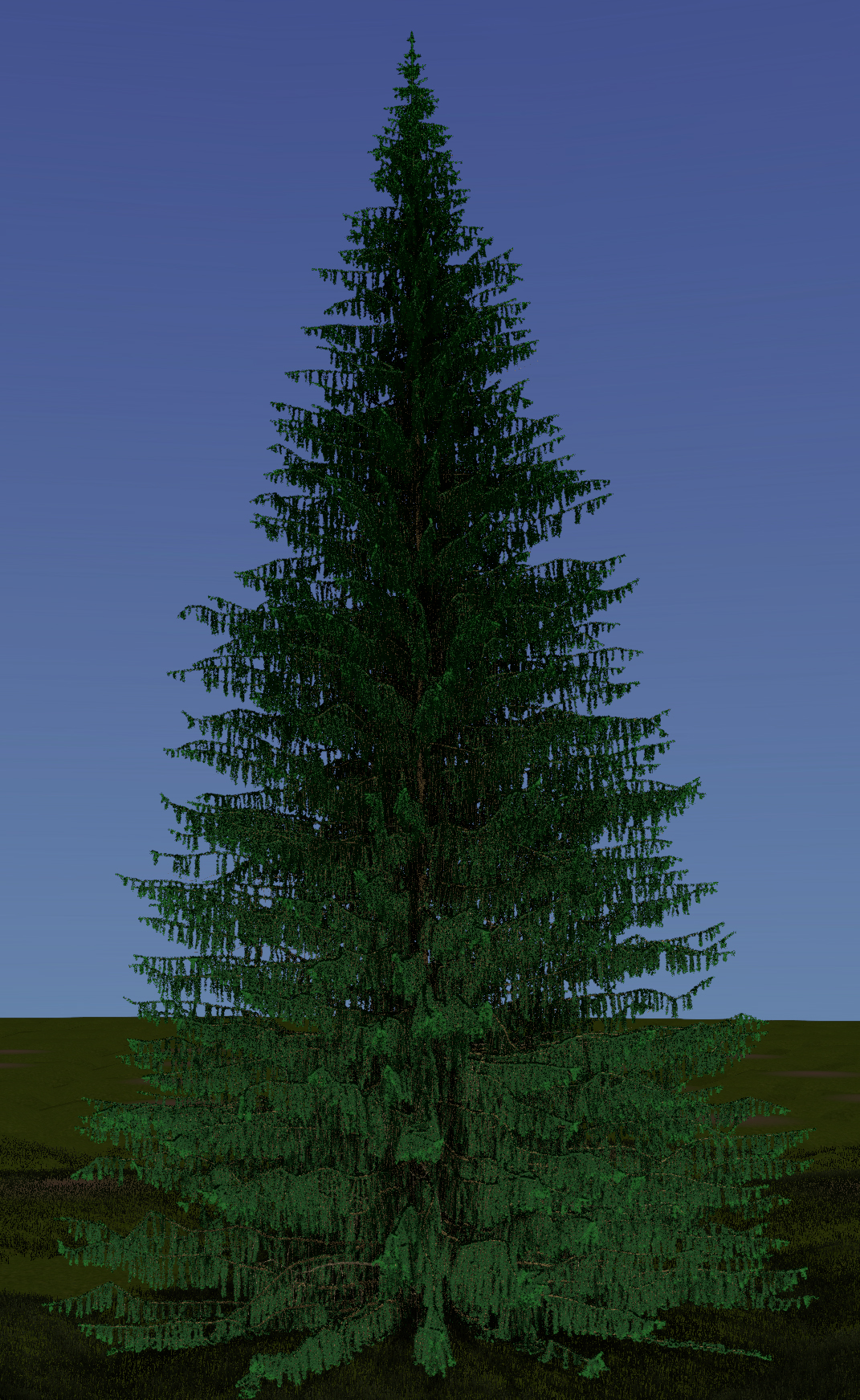 Norway Spruce