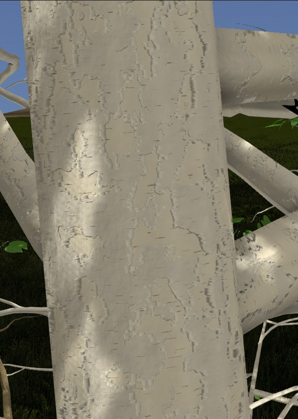 Paper Birch Bark