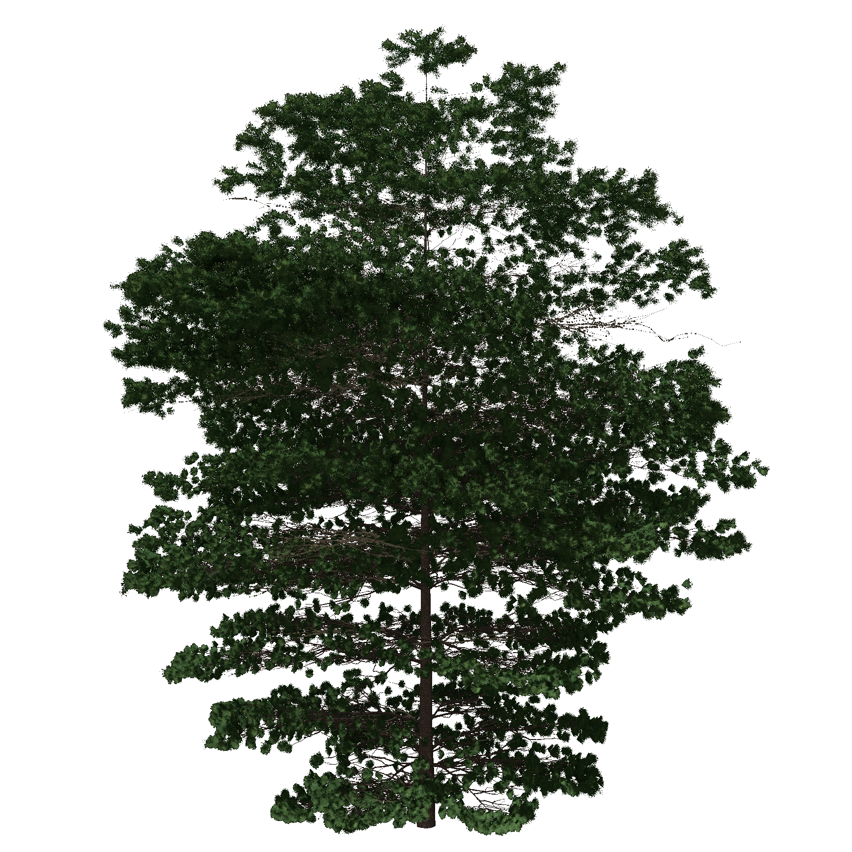 Red Pine