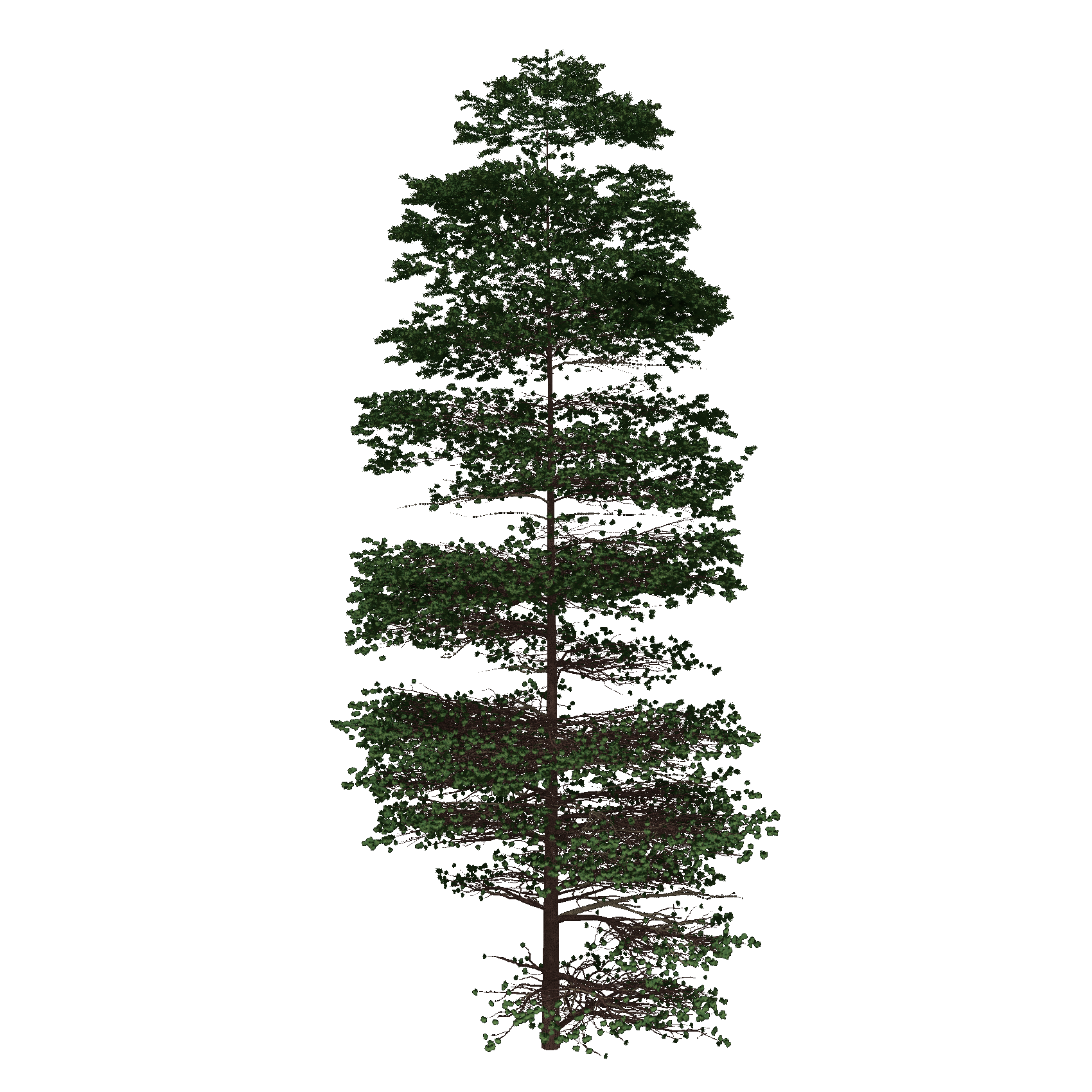 Scots Pine