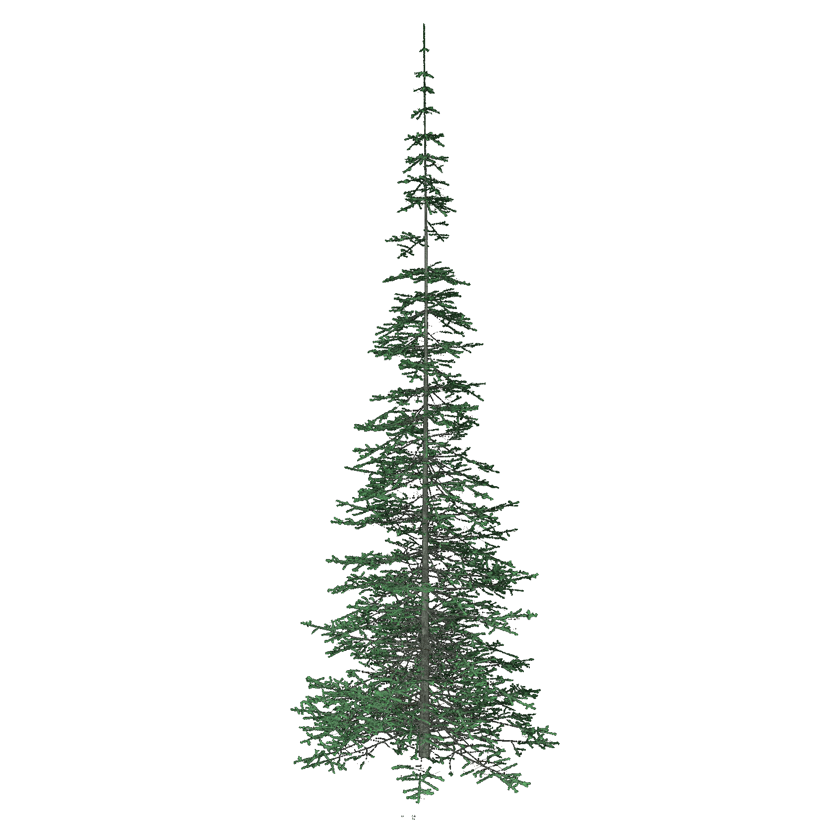 White Spruce